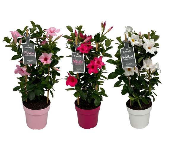 Picture of Mandevilla sundaville pyramid mix