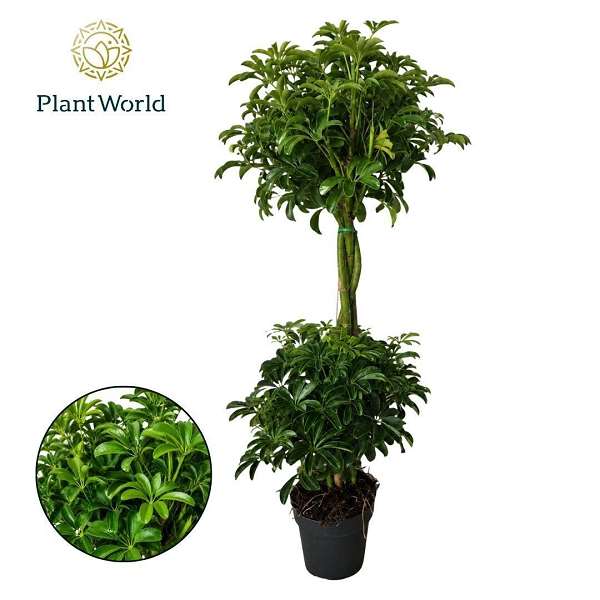 Picture of Schefflera arboricola luseana duo ball
