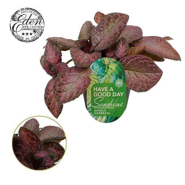 Picture of Episcia cupreata tierra opalo
