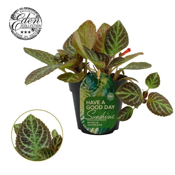 Picture of Episcia cupreata tierra rayas