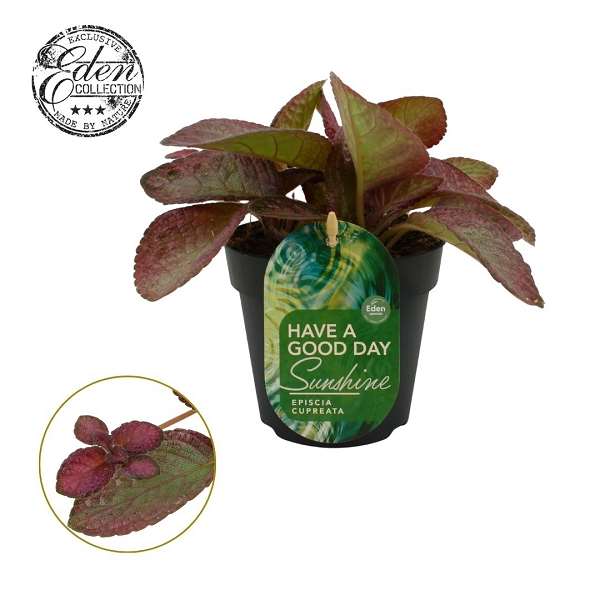 Picture of Episcia cupreata tierra rosa