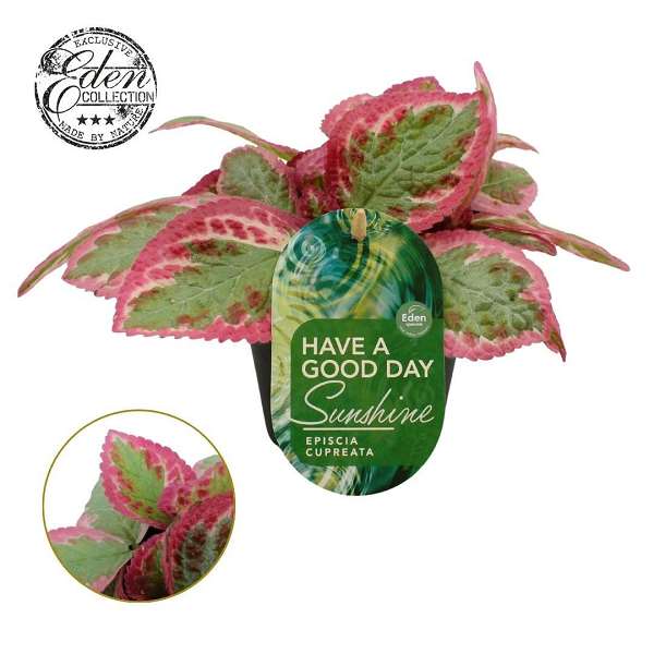 Picture of Episcia cupreata pink brocade