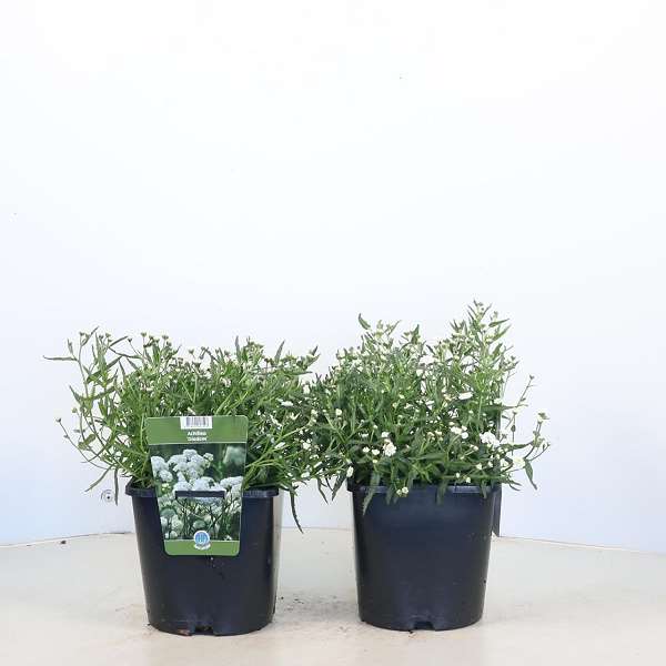 Picture of Achillea ptarmica diadem