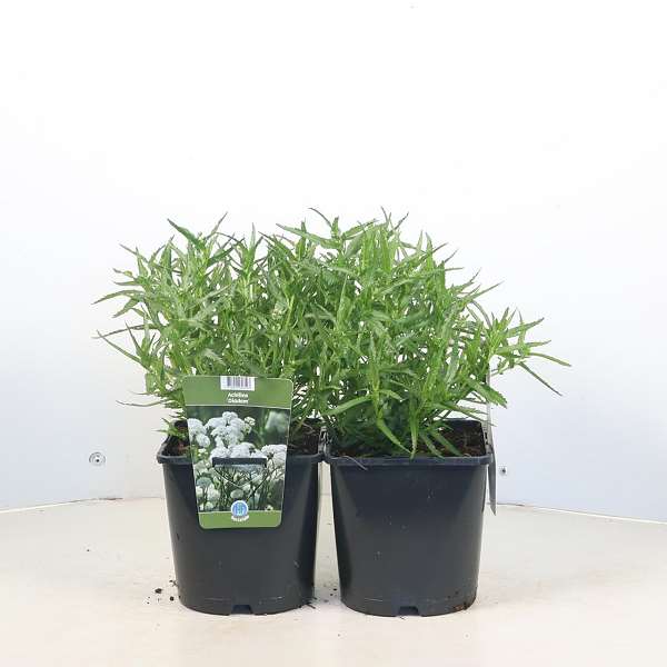 Picture of Achillea ptarmica diadem
