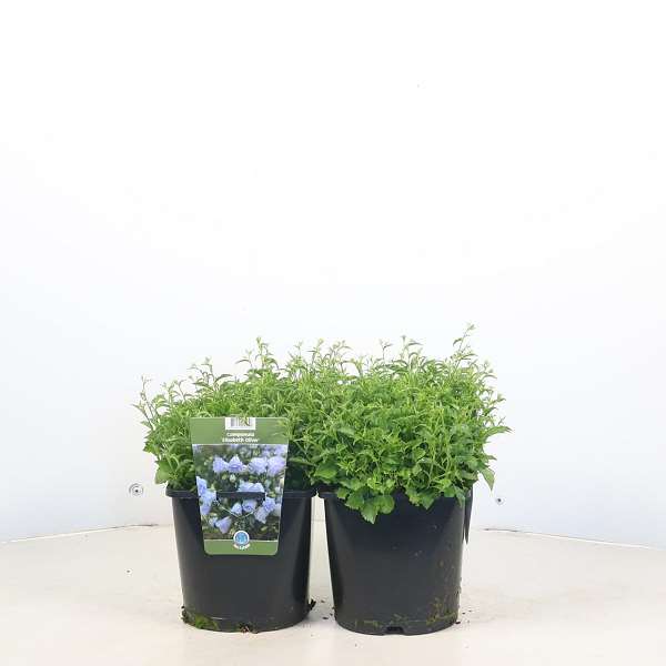 Picture of Campanula cochleariifolia elizabeth oliver