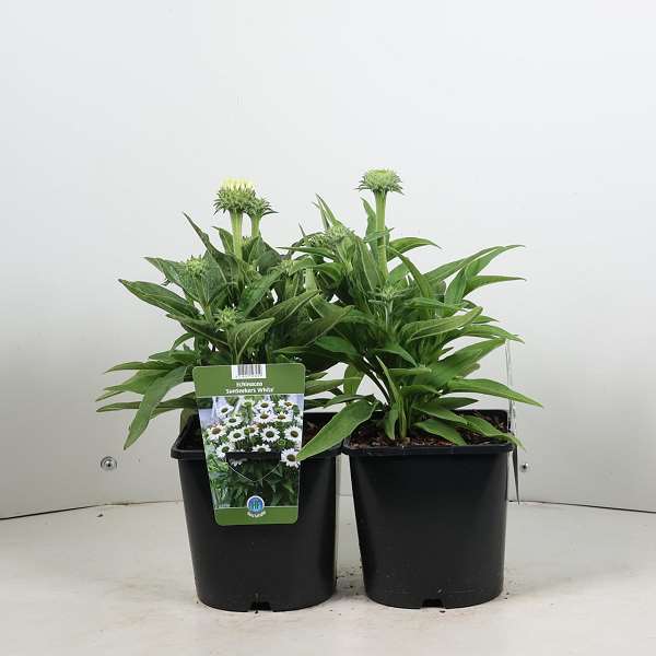 Picture of Echinacea purpurea sunseekers white perfection