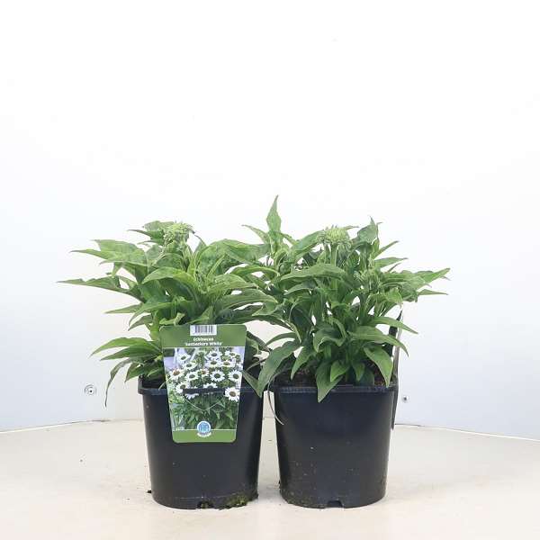 Picture of Echinacea purpurea sunseekers white perfection