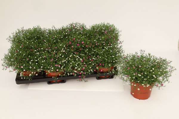 Picture of Gypsophila muralis duo