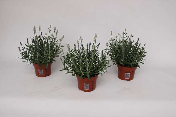 Picture of Lavandula duo
