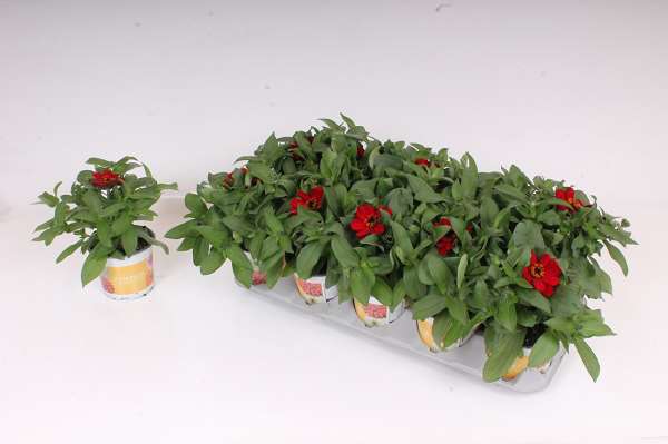 Picture of Zinnia marylandica red