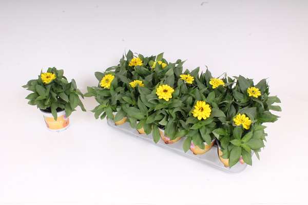 Picture of Zinnia marylandica yellow