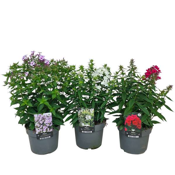 Picture of Phlox paniculata mix