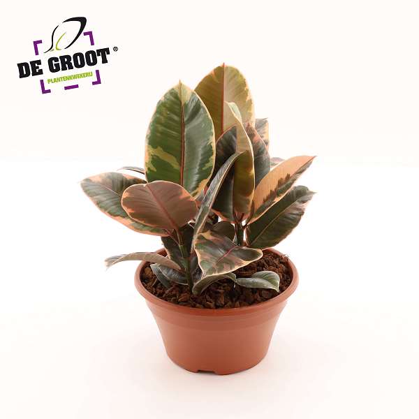 Picture of Ficus elastica belize in bowl