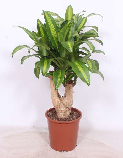 Picture of Dracaena massangeana branched