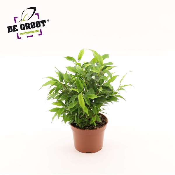Picture of Ficus benjamina natasja clumb