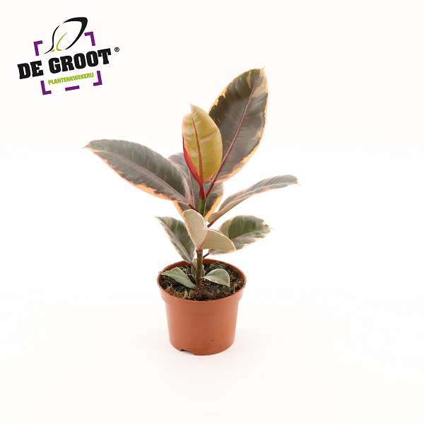 Picture of Ficus elastica belize