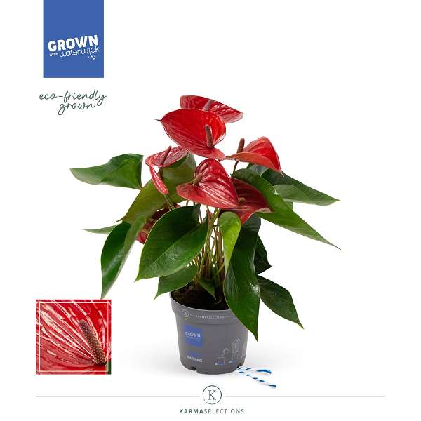 Picture of Anthurium picanta red
