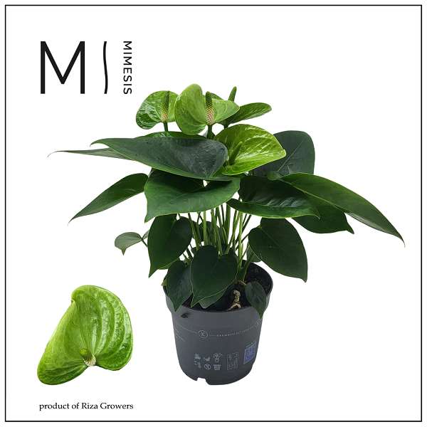 Picture of Anthurium smaragd