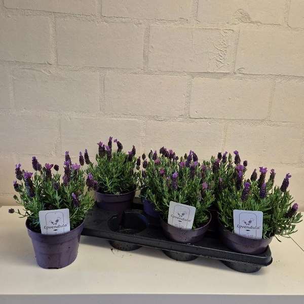 Picture of Lavandula stoechas lovendula neon purple