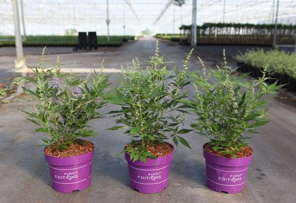 Picture of Vitex agnus-castus violet magnet