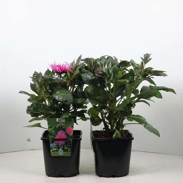 Picture of Dahlia electro pink
