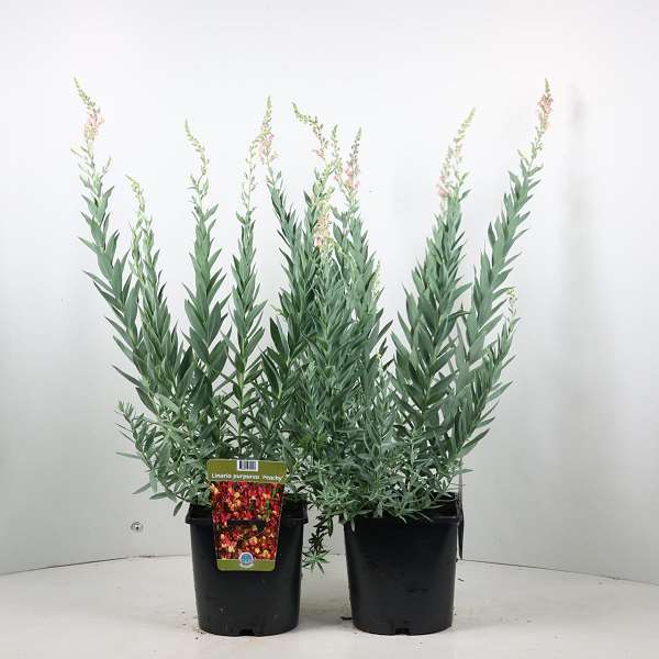 Picture of Linaria purpurea peachy