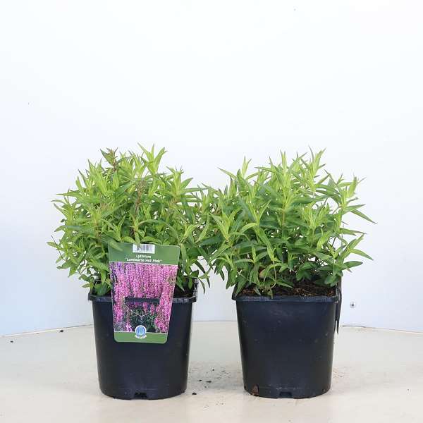 Picture of Lythrum salicaria luminara hot pink