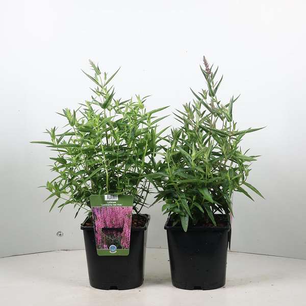 Picture of Lythrum salicaria luminara hot pink