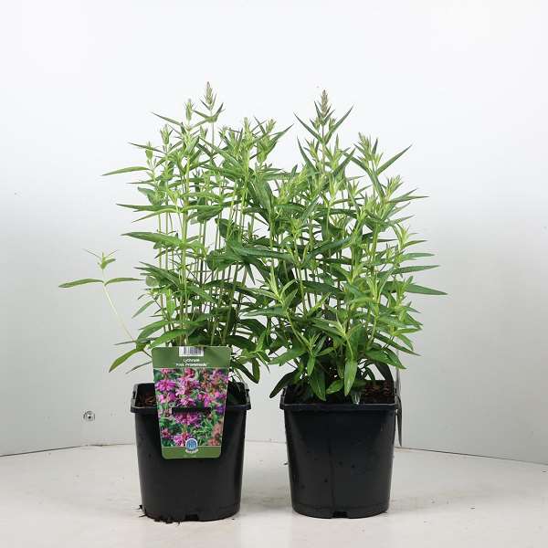Picture of Lythrum salicaria pink promenade