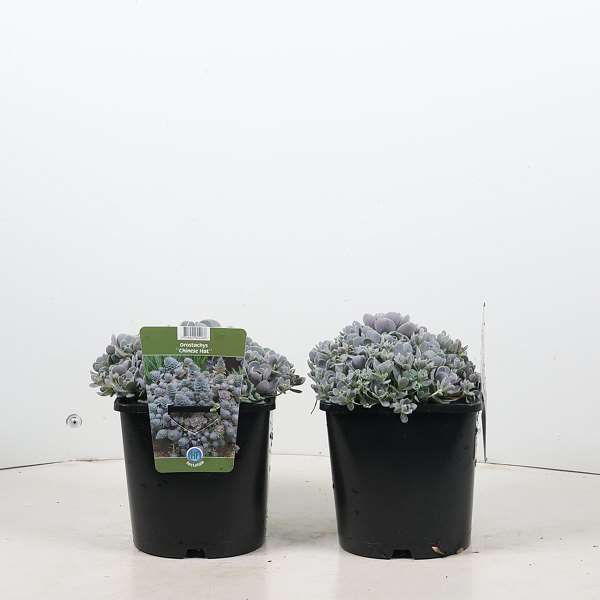 Picture of Orostachys iwarenge