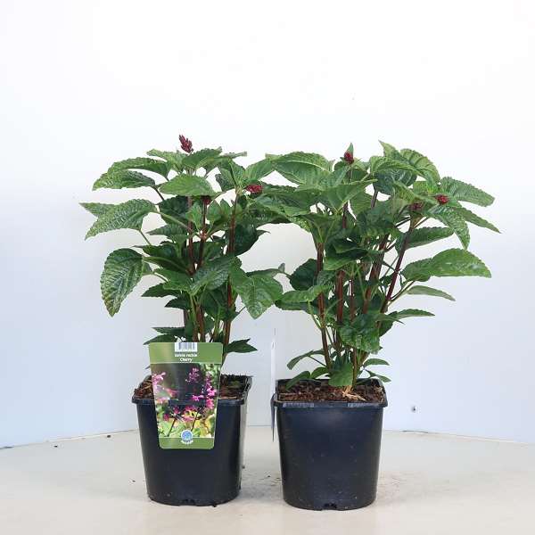 Picture of Salvia rockin cherry