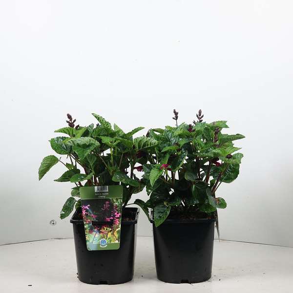 Picture of Salvia rockin cherry