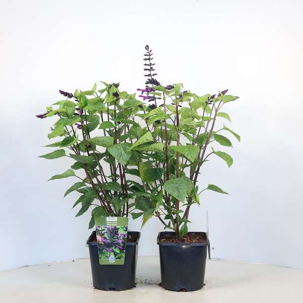 Picture of Salvia rockin deep purple