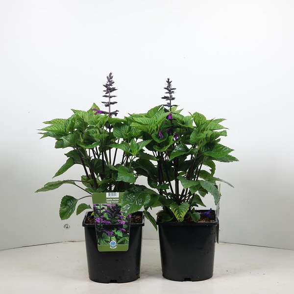 Picture of Salvia rockin deep purple