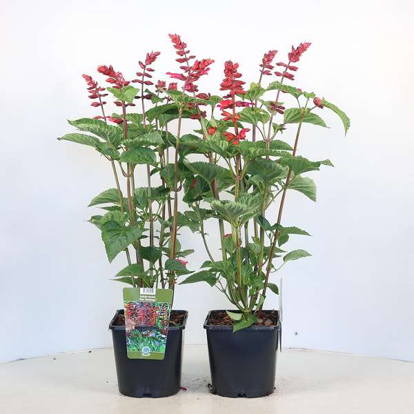 Picture of Salvia rockin red flamingo