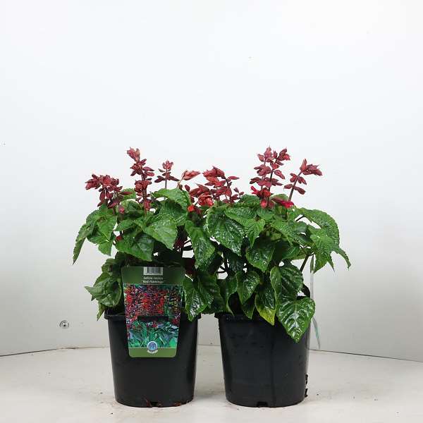 Picture of Salvia rockin red flamingo