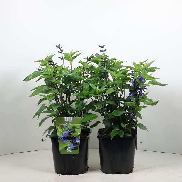 Picture of Salvia rockin sky blue