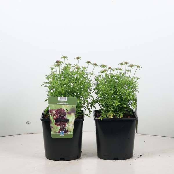 Picture of Scabiosa summer night