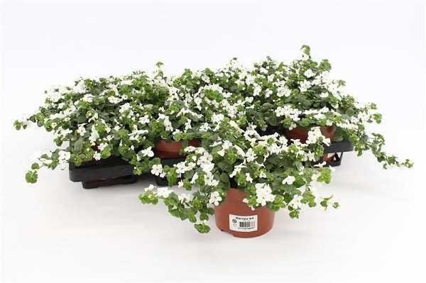 Picture of Bacopa sutera white showers