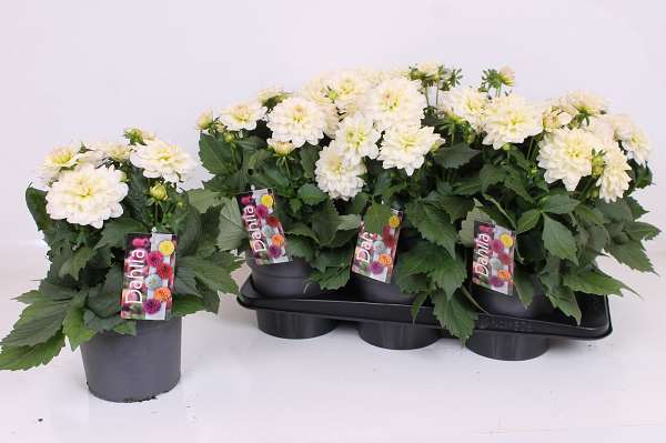 Picture of Dahlia xl white