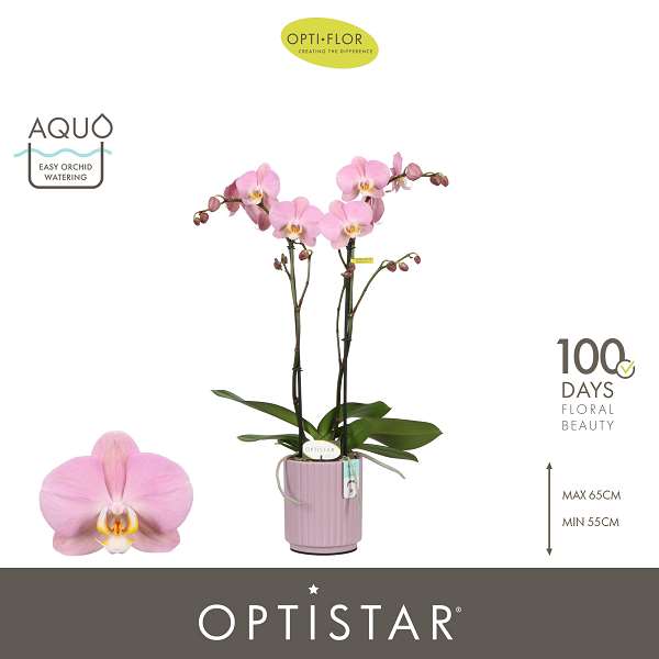 Picture of Phalaenopsis 02-stem optistar padova in ceramic