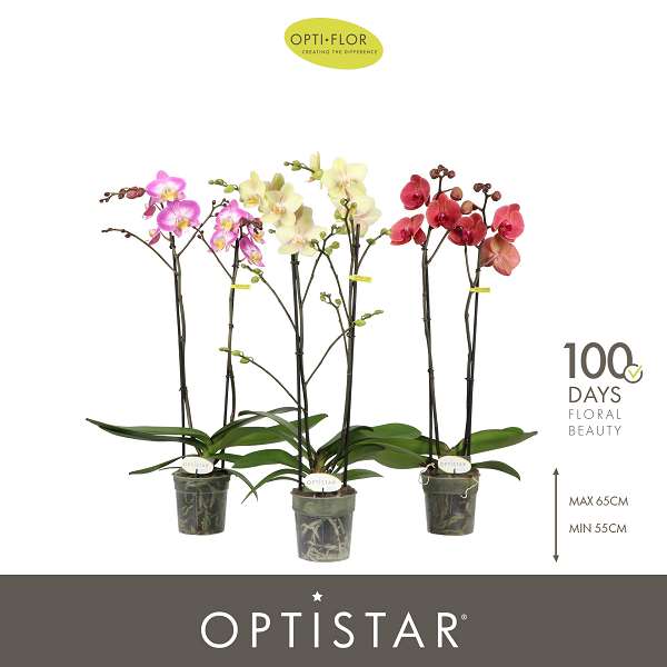 Picture of Phalaenopsis 02-stem optistar mix