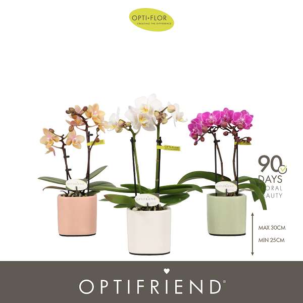 Picture of Phalaenopsis 02-stem optifriend mix in ceramic