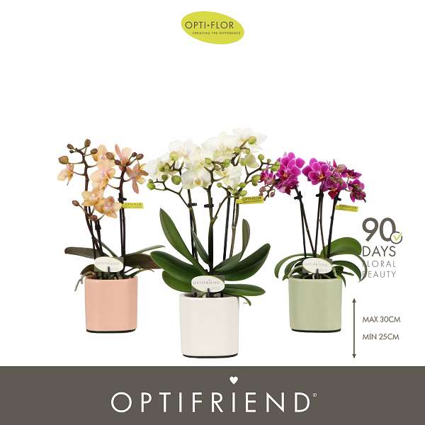 Picture of Phalaenopsis 03-stem optifriend mix in ceramic