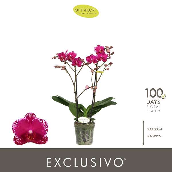 Picture of Phalaenopsis 02-stem exclusivo asian violin