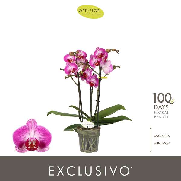 Picture of Phalaenopsis 03-stem exclusivo bing