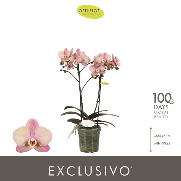 Picture of Phalaenopsis 02-stem exclusivo jupiter