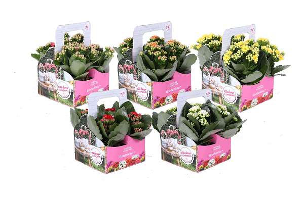Picture of Kalanchoe gardenlina mix 04-pack