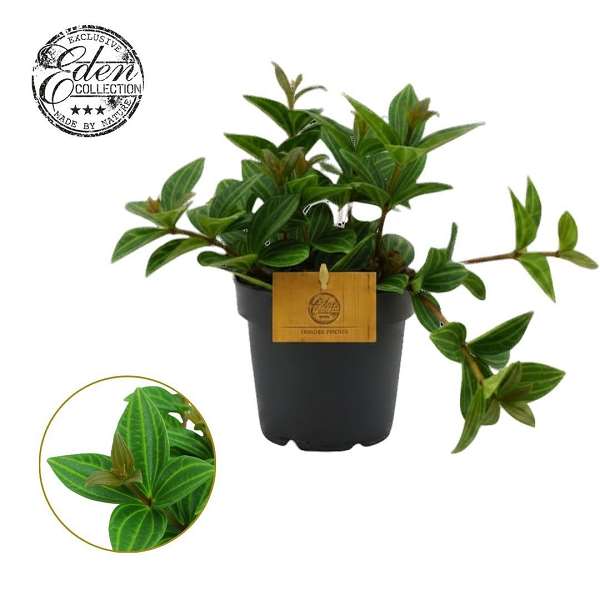 Picture of Peperomia angulata rocca alto