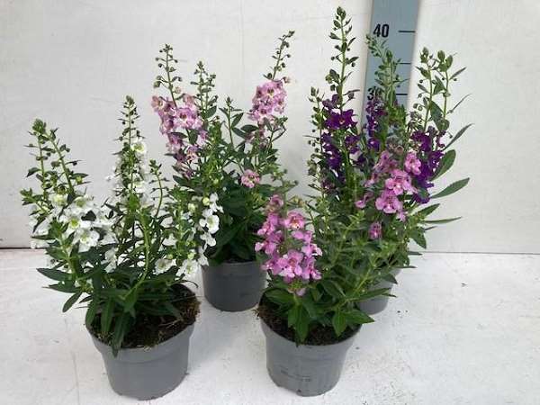 Picture of Angelonia mix